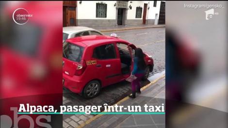 Alpaca, pasager într-un taxi!