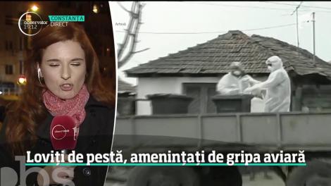 Focare de gripă, la un pas să se răspândească în toată România. Mii de păsări au fost ucise