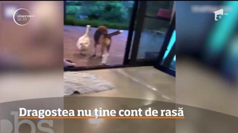 Un câine şi o gâscă dau cea mai tare lecție de iubire din lume! Ce fac cei doi