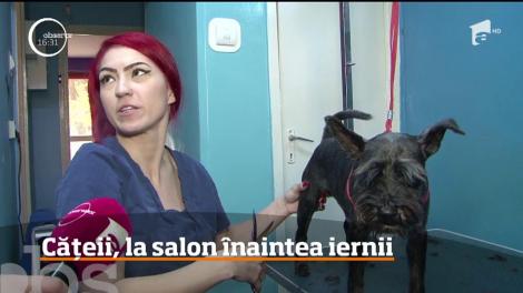 Cu cățelul la salon înaintea sosirii iernii. Cât durează o ședință și cât costă