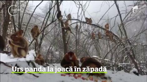 Prima ninsoare a anului este aşteptată cu mult interes nu doar de cei copii, dar şi de multe vieţuitoare din lumea necuvântătoarelor