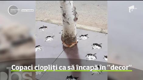 Imagini inedite surprinse în Slatina. Copaci ciopliți ca să încapă în "decor"