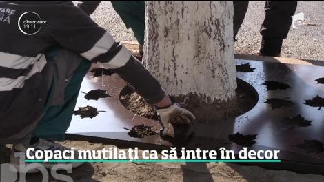 Copaci ciopliţi de la rădăcină în Slatina, pentru a face loc unui ornament din metal!