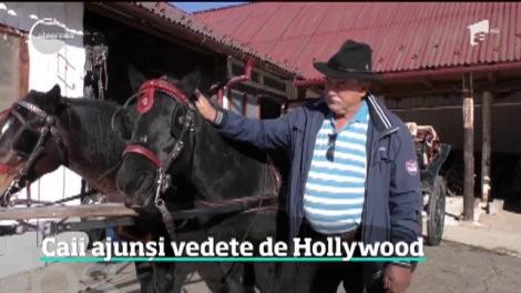 Doi caii din România, cei mai apreciaţi "actori" de la Hollywood. Au apărut în filme de succes, alături de Nicole Kidman, Jude Law şi Kevin Costner
