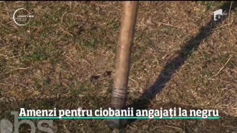 Sancţiunile pentru evaziune fiscală au ajuns până la stână