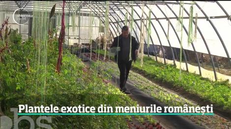 Plantele exotice din meniurile românești