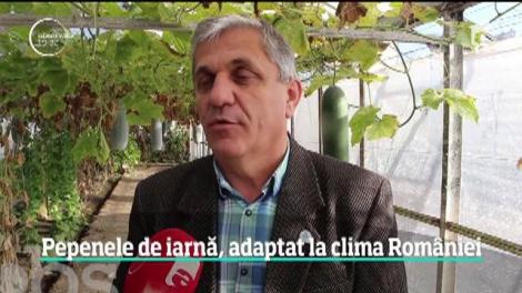 Arată ca un dovlecel, are gust de castravete dulce şi creşte în boltă, precum strugurii. Iată care este noul fruct care i-a cucerit pe români!