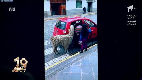 Smiley News. La plimbare cu alpaca în taxi!