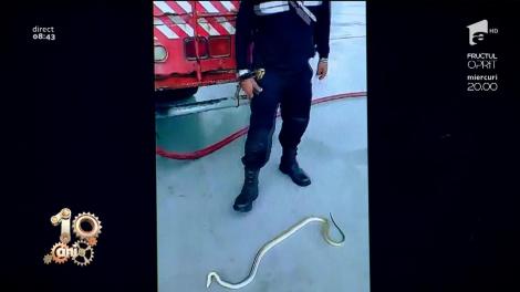 Ce talent de actor! Un șarpe face spectacol chiar în văzul tuturor (VIDEO)