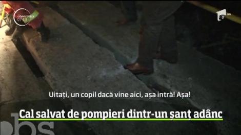Intervenţie dificilă a pompierilor, în Mureş. Salvatorii s-au chinuit aproape două ore să scoată din şanţ un cal care căzuse de pe un pod