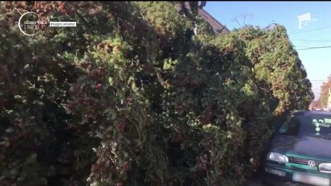 Bradul de Crăciun a venit la Lugoj târât prin tot oraşul. A măturat străzile, a zgâriat maşinile şi a agăţat firele de curent electric