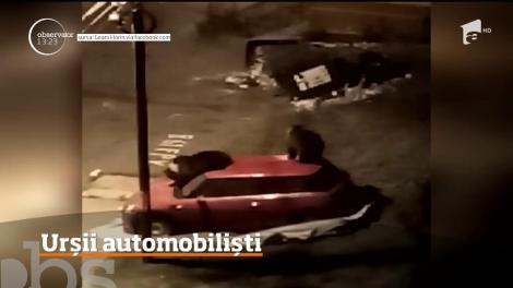 Imagini neobişnuite surprinse într-un cartier din Buşteni. Doi urşi au fost filmaţi în timp ce încercau să intre într-o maşină