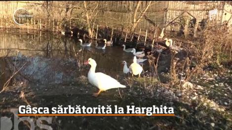 Gâsca a fost sărbătorită în Harghita de Ziua Sfântului Martin