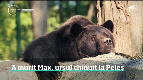 Imagini care vă pot afecta emoțional! Așa era ținut în lanțuri Max, ursul de la Castelul Peleș