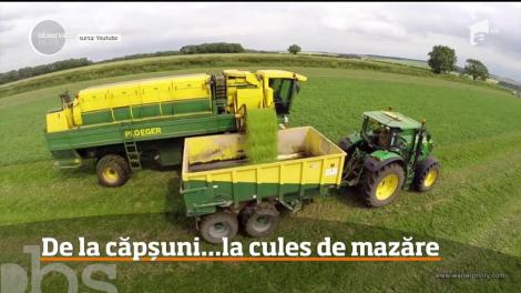 Locuri de muncă la cules de mazăre, în Danemarca și Portugalia