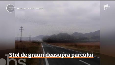 Imagini impresionante au fost surprinse în Parcul Naţional Munţii Măcinului