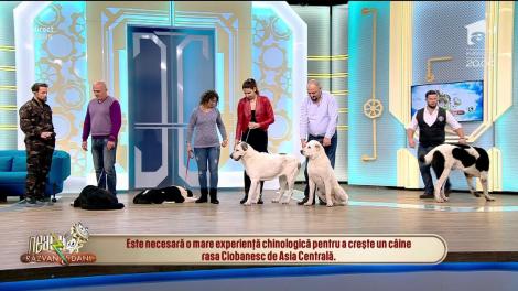 Hunii l-au iubit! Ciobănescul de Asia Centrală, cel mai frumos câine de pază!