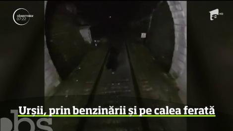 Tot mai mulţi urşi ies din păduri, după hrană