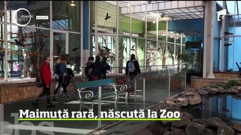 Maimuță rară, născută la grădina zoologică din Budapesta