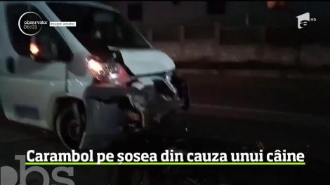 Carambol pe o şosea, în Dâmboviţa, din cauza unui câine