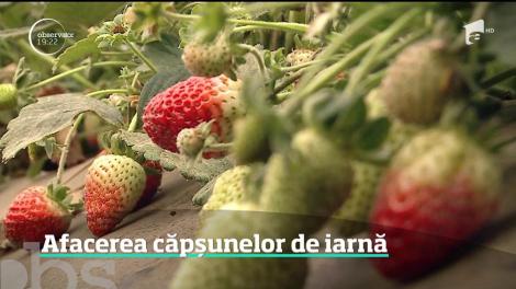 Căpşuni dulci şi coapte în prag de iarnă. Doi soţi din Constanţa au pornit o afacere din banii strânşi. tot la cules de căpşuni, dar în Spania