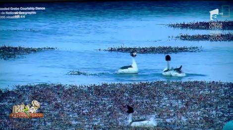 Smiley News. Cel mai tare tango realizat de două păsări sălbatice