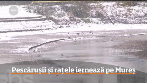 Pescărușii și ratele iernează pe râul Mureș