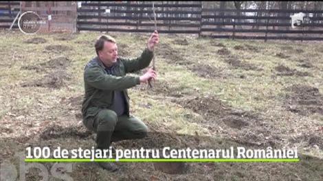 100 de stejari pentru Centenarul României