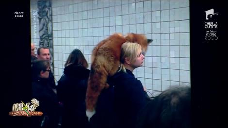 Smiley News: Cu vulpea vie la gât în stație de la metrou