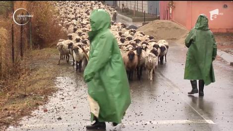 Supăraţi că nu mai au teren pe care să îşi ducă oile la păscut, câteva zeci de ciobani din judeţul Galaţi şi-au scos mioarele în centrul comunei
