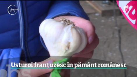 Usturoiul rom&acirc;nesc cu origini franceze, competitorul soiurilor chinezeşti