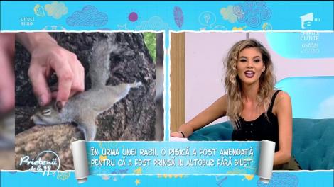Știri nebune, cu Ramona. O pisică a fost amendată pentru că circula fără bilet într-un autobuz din Cluj Napoca