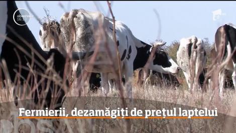 Probleme în rândul crescătorilor de vaci! Fermierii se plâng că nu găsesc oameni care să îi ajute