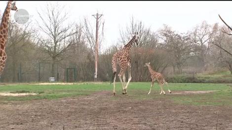 Un pui de girafă a devenit vedetă la o grădină zoologică din Germania