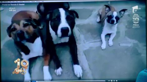 Smiley News. Recunoaște câinele din România