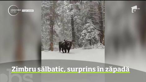 Imagini rare au fost surprinse în Parcul Natural Vânători Neamţ