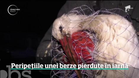 Peripețiile unei berze pierdute în iarnă