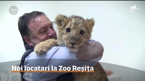 Grădina Zoologică din Reșița își mărește familia cu 3 animăluțe adorabile! 2 pui de leu și 1 măgăruș alb cu ochi albaștri au cucerit inimile tuturor
