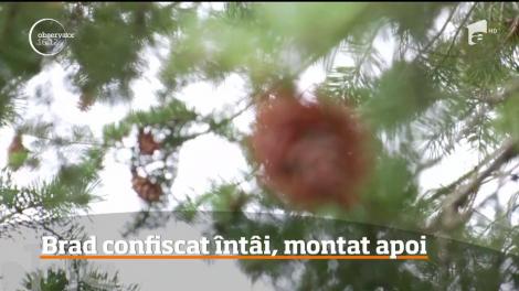 România anului 2018. Bradul de Crăciun din Lugoj a fost confiscat de poliție. Motivul e halucinant!