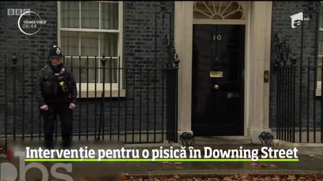 Una dintre cele mai faimoase feline din lume, pisica Larry, motanul din reşedinţa premierului britanic a fost protagonistul unei noi scene devenite virale