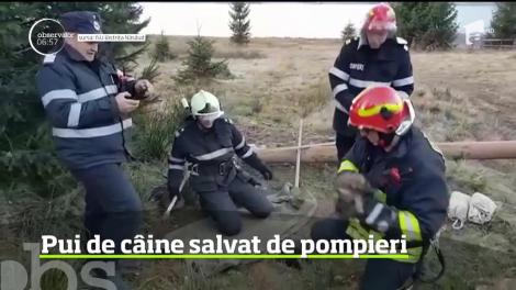 Misiune mai puţin obişnuită pentru pompierii din Bistriţa-Năsăud, care au intervenit ieri să salveze un căţel