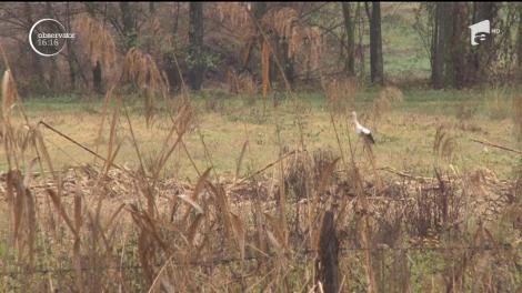 Tot mai multe berze aleg să nu migreze