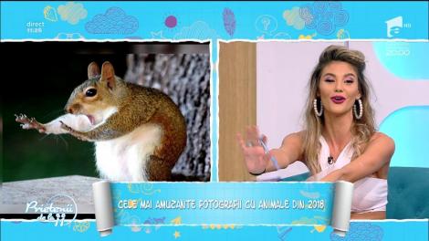 Cele mai amuzante fotografii cu animale din 2018