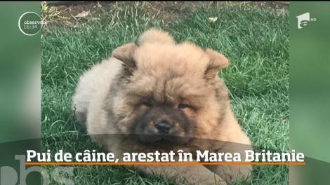 Caz inedit în Regatul Unit! Pui de câine, arestat în Marea Britanie