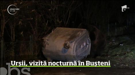 Urșii, vizită nocturnă într-un cartier din staţiunea Buşteni