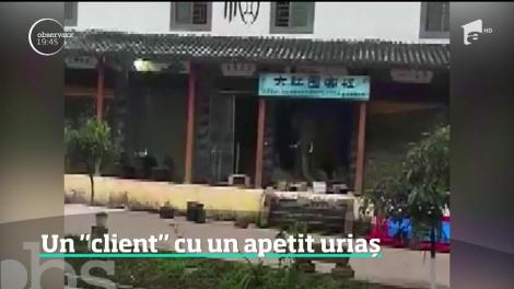 Un elefant înfometat a dat o spargere într-un local plin cu oameni. Timp de patru ore, s-a înfruptat cu portocale şi porumb