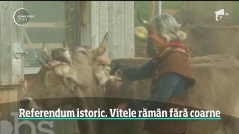 Vitele pot sau nu să aibă coarne? Cel mai ciudat referendum i-a adus la urne pe elveţieni