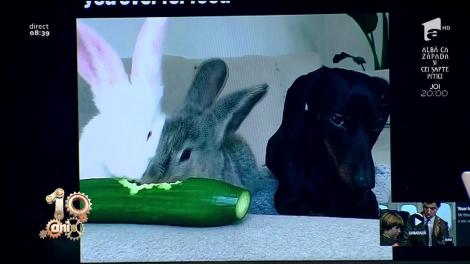 Smiley News. Castravetele, cel mai bun prieten al câinilor