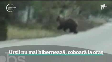 Situaţii tot mai grave în localităţile de la munte. Nici în acest an, urşii nu au intrat încă în hibernare