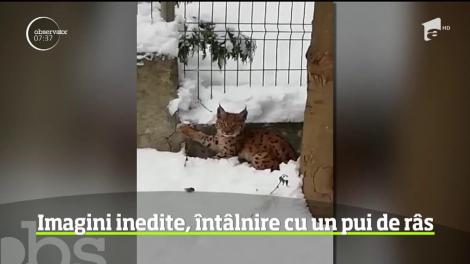 Întâlnire inedită lângă Târgu Ocna, în judeţul Bacău. Un angajat al Direcţiei Silvice, care se afla într-o acţiune de monitorizare, a dat nas în nas cu un pui de râs